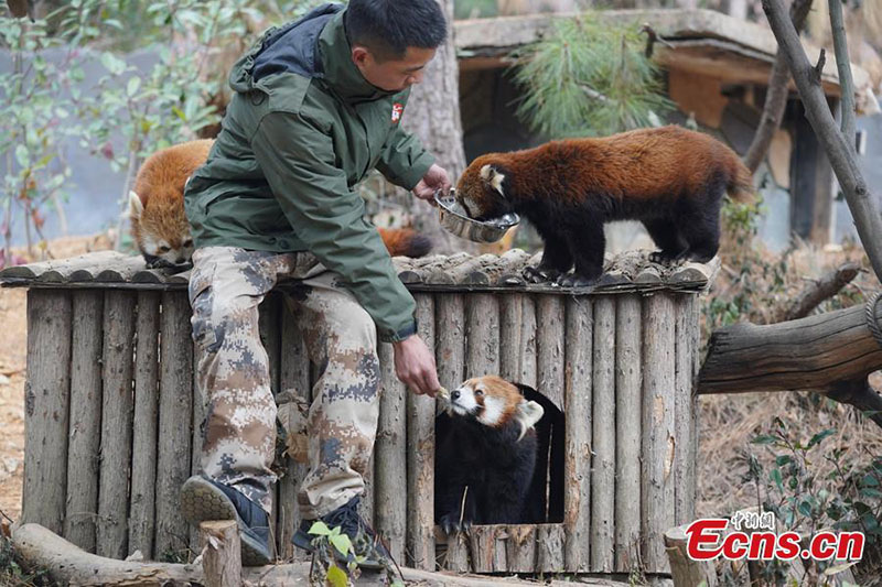 Les animaux dégustent une bouillie spéciale pour le Festival Laba