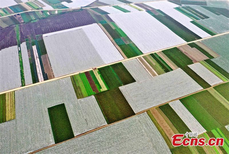 Une récolte exceptionnelle dans une grande base végétale dans la province du Sichuan