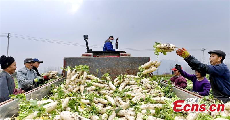 Une récolte exceptionnelle dans une grande base végétale dans la province du Sichuan