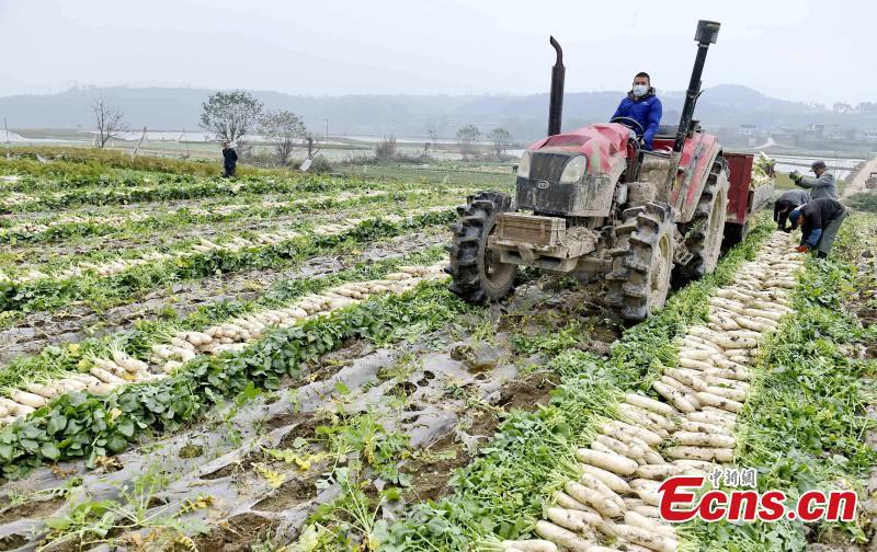 Une récolte exceptionnelle dans une grande base végétale dans la province du Sichuan