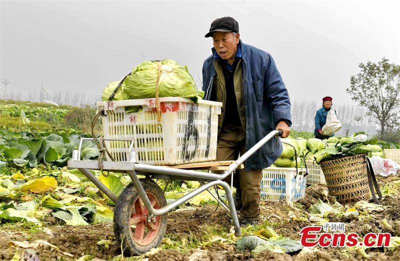 Une récolte exceptionnelle dans une grande base végétale dans la province du Sichuan