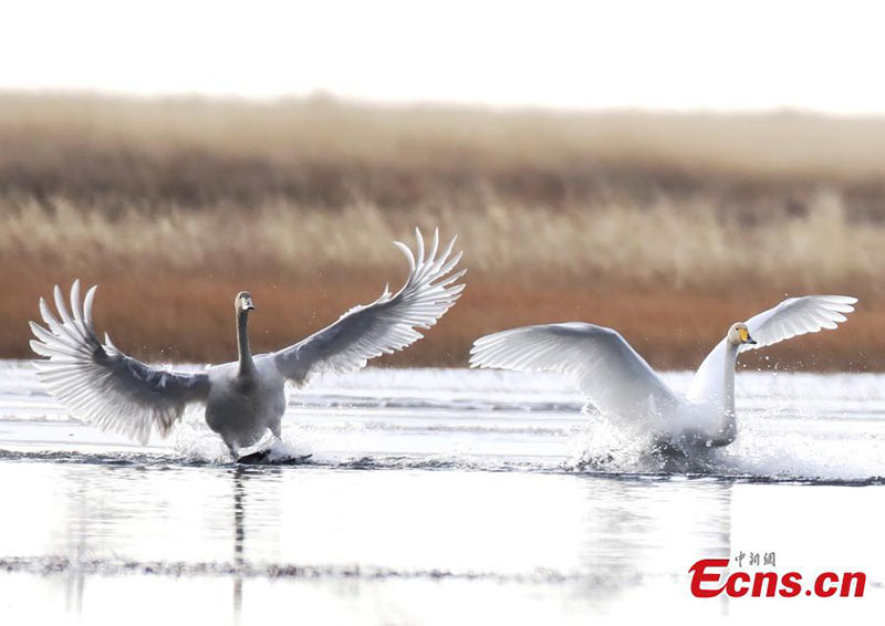 Des cygnes chanteurs migrateurs hivernent dans la province du Sichuan