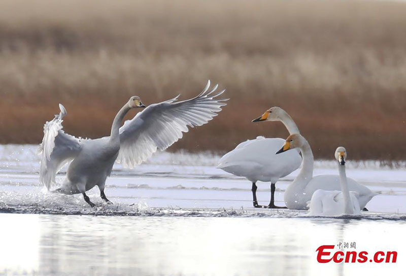 Des cygnes chanteurs migrateurs hivernent dans la province du Sichuan