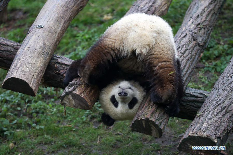 Le parc animalier de Pairi Daiza de Brugelette, en Belgique, compte cinq pandas géants