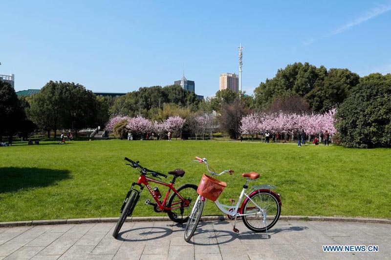 Un paysage de cerisiers en fleurs à l'Université de Wuhan