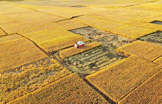 La Chine s'engage à assurer davantage la sécurité des céréales