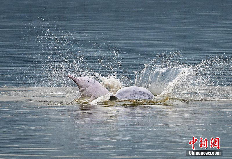 Des ? pandas géants marins ? jouent dans les eaux du Fujian