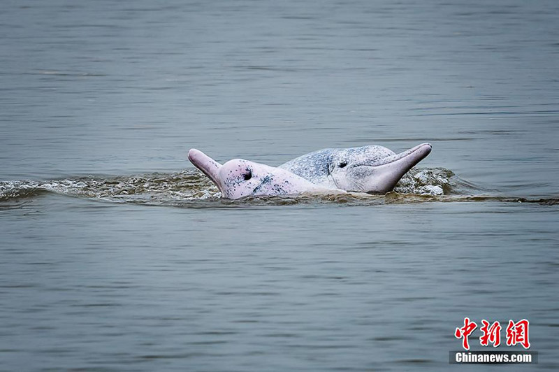 Des ? pandas géants marins ? jouent dans les eaux du Fujian