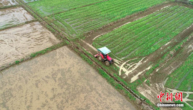 Les travaux agricoles du printemps ont commencé dans le sud de la Chine, des photos aériennes montrent des champs pleins de vie