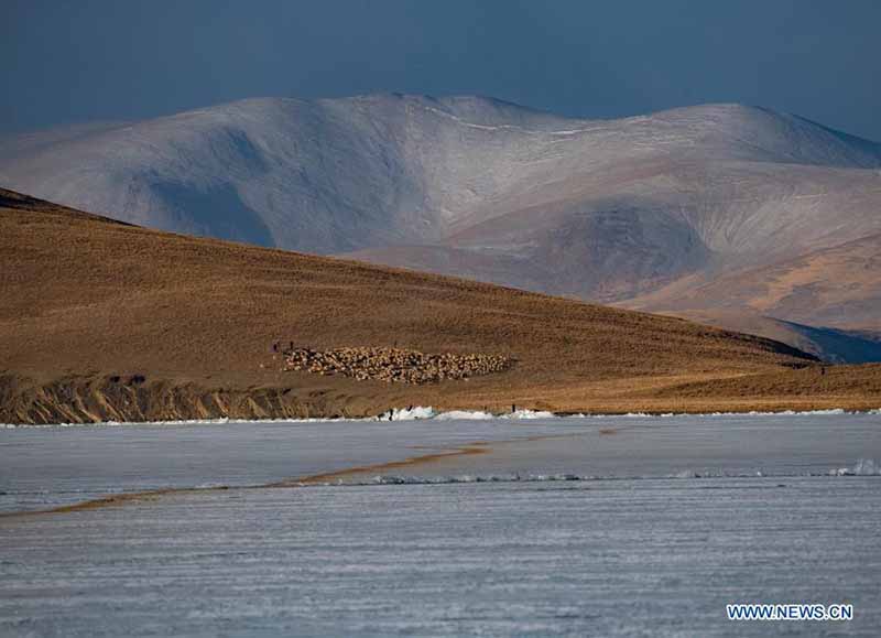 La migration annuelle des moutons du village de Dowa, au Tibet