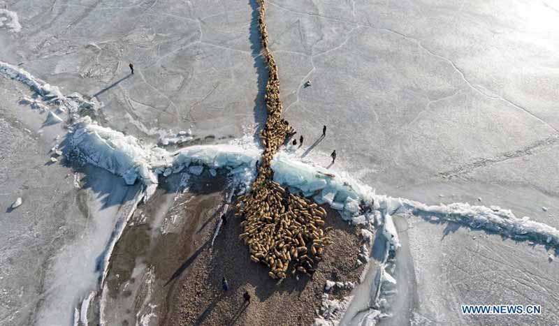 La migration annuelle des moutons du village de Dowa, au Tibet