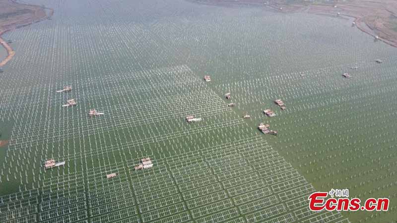 Une centrale photovolta?que ? complémentarité poisson-lumière ? en construction dans la province de l'Anhui