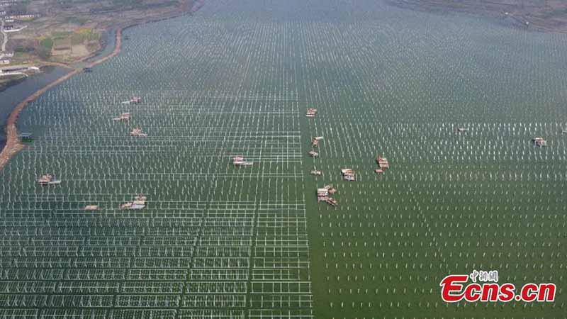 Une centrale photovolta?que ? complémentarité poisson-lumière ? en construction dans la province de l'Anhui