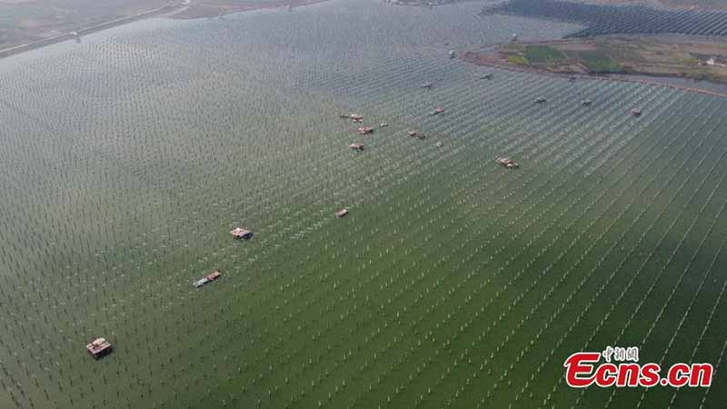 Une centrale photovolta?que ? complémentarité poisson-lumière ? en construction dans la province de l'Anhui