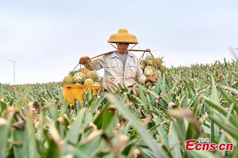 Les ananas commencent à se récolter au Guangdong