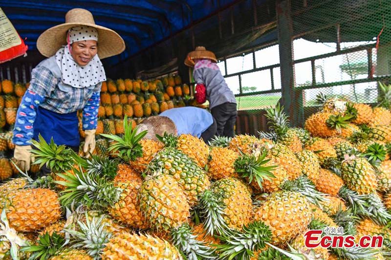 Les ananas commencent à se récolter au Guangdong