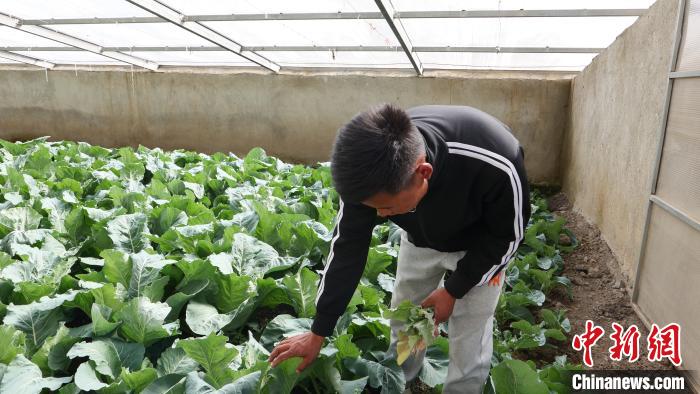 Etudiant tibétain qui retourne au Tibet : un sentiment de réussite en cultivant des légumes