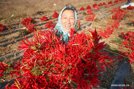 Surchauffe en Chine sur le marché des piments séchés du Rwanda