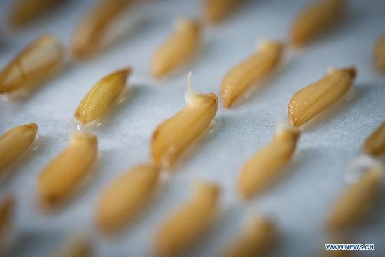 Des semences de riz provenant de graines envoyées sur la lune ont été transplantées