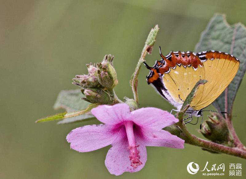 Les papillons tibétains, danseurs de la nature