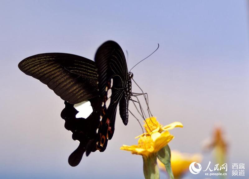 Les papillons tibétains, danseurs de la nature