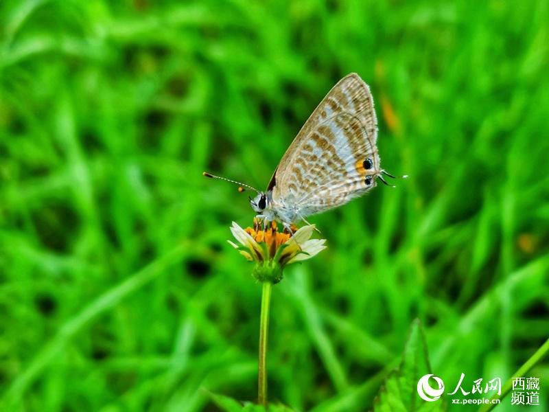 Les papillons tibétains, danseurs de la nature