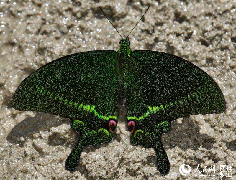 Les papillons tibétains, danseurs de la nature