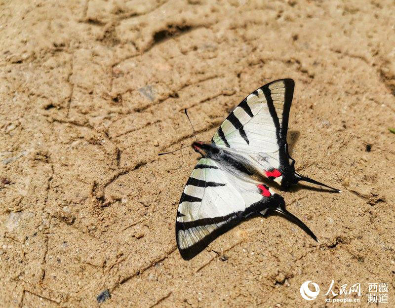 Les papillons tibétains, danseurs de la nature