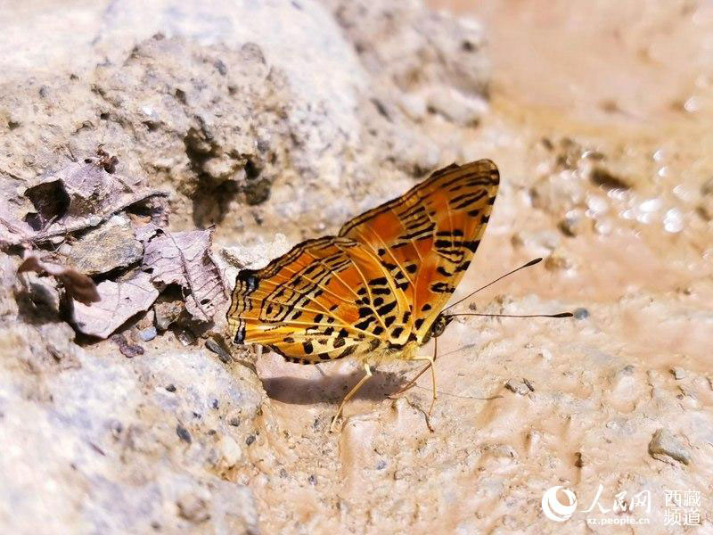 Les papillons tibétains, danseurs de la nature