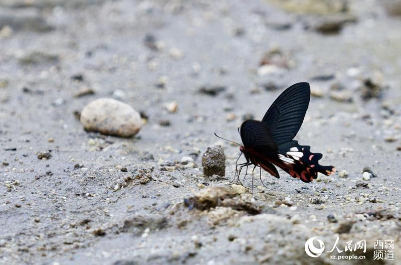 Les papillons tibétains, danseurs de la nature