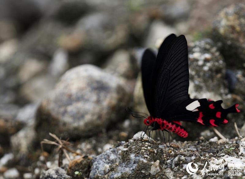 Les papillons tibétains, danseurs de la nature