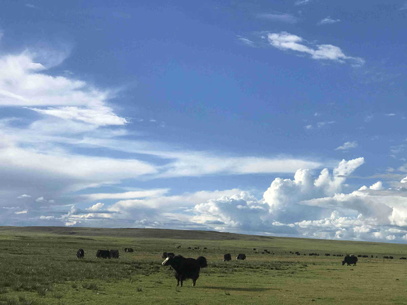 Une enquête sur la faune du Tibet révèle la découverte de 5 nouvelles espèces