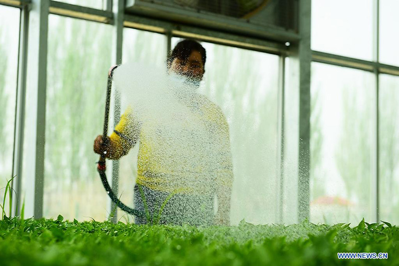 Des personnes travaillent dans un parc industriel de légumes moderne à Kachgar, dans le Xinjiang