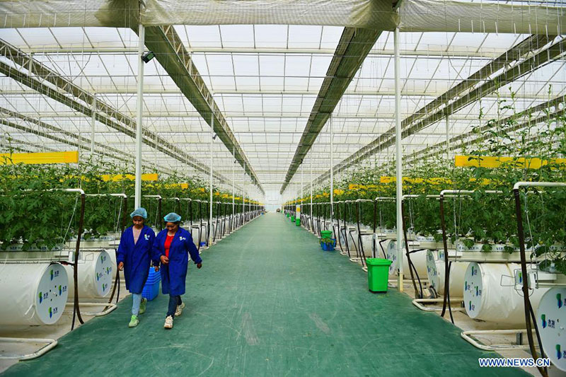 Des personnes travaillent dans un parc industriel de légumes moderne à Kachgar, dans le Xinjiang