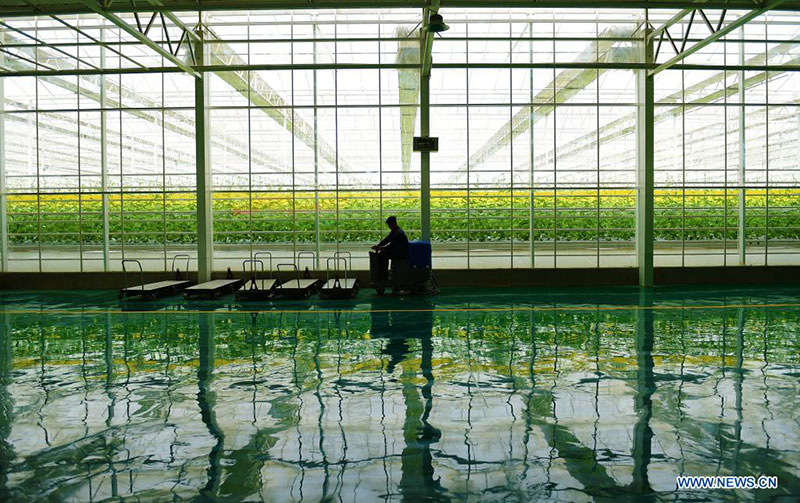 Des personnes travaillent dans un parc industriel de légumes moderne à Kachgar, dans le Xinjiang