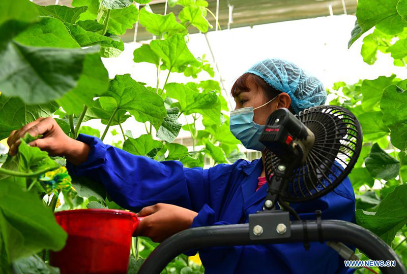 Des personnes travaillent dans un parc industriel de légumes moderne à Kachgar, dans le Xinjiang