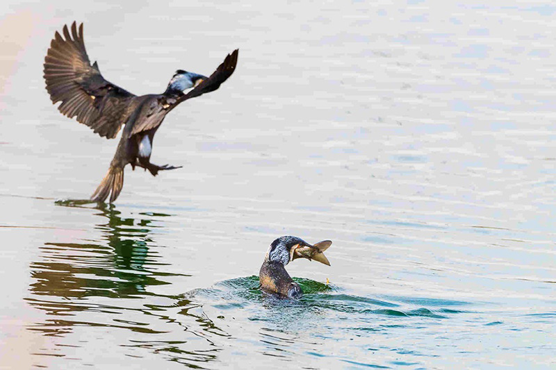 Des oiseaux migrateurs se nourrissent dans une zone humide du Xinjiang