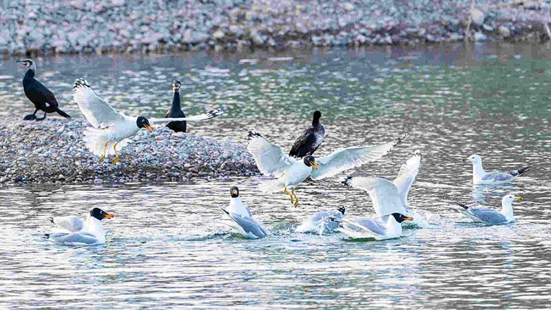 Des oiseaux migrateurs se nourrissent dans une zone humide du Xinjiang