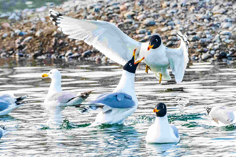 Des oiseaux migrateurs se nourrissent dans une zone humide du Xinjiang