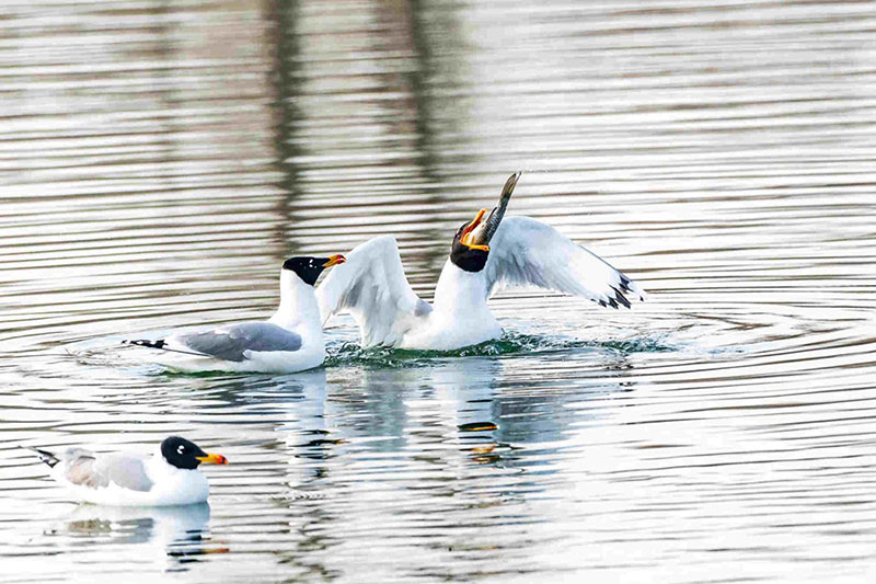 Des oiseaux migrateurs se nourrissent dans une zone humide du Xinjiang