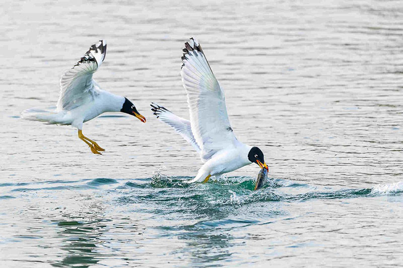 Des oiseaux migrateurs se nourrissent dans une zone humide du Xinjiang