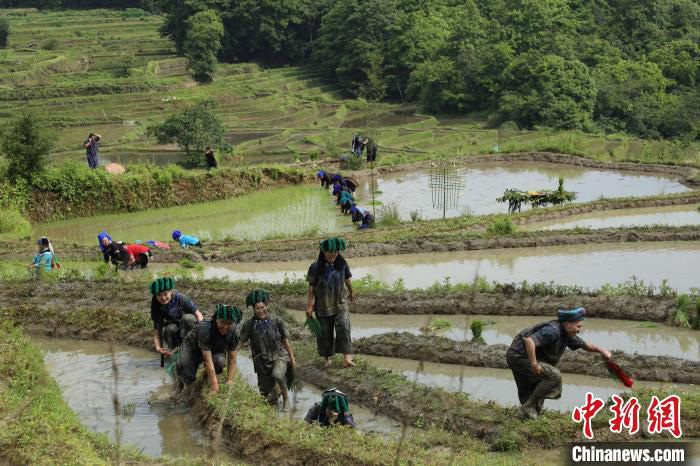 Yunnan : les rizières en terrasse des Hani de Yuanyang ? ouvrent la porte de la plantation du riz ? pour prier pour une bonne récolte