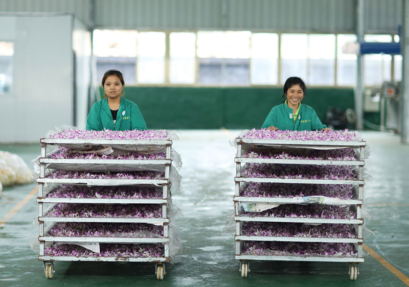 L'économie des fleurs fleurit dans le Guizhou