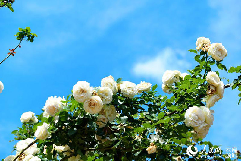 Au bord du lac Yangzong, dans la province du Yunnan, des roses fleurissent pour enivrer les gens