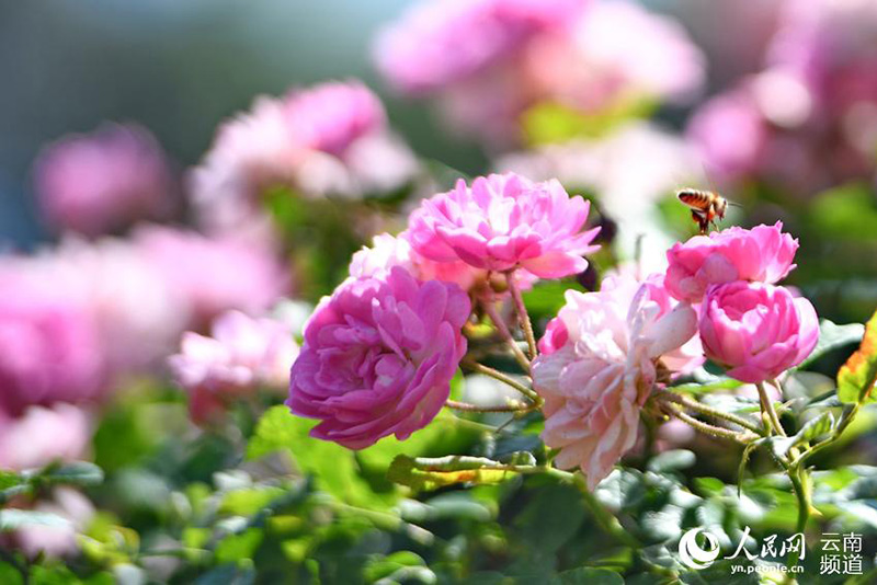 Au bord du lac Yangzong, dans la province du Yunnan, des roses fleurissent pour enivrer les gens