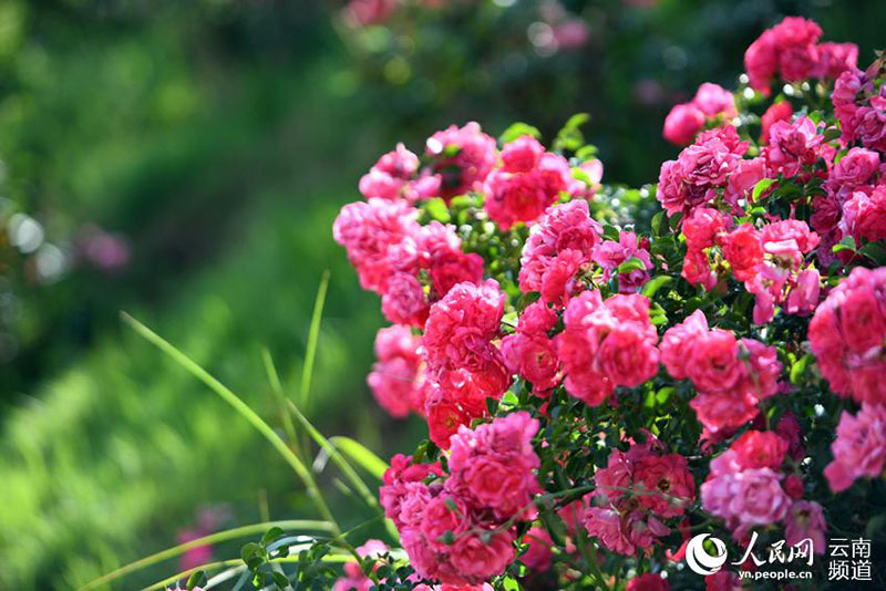 Au bord du lac Yangzong, dans la province du Yunnan, des roses fleurissent pour enivrer les gens