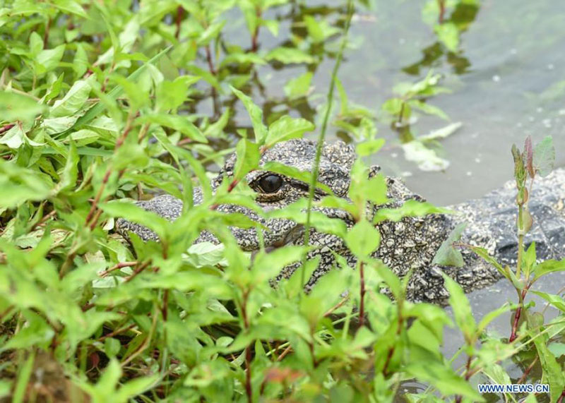 Des alligators du Yangtsé élevés artificiellement relachés dans l'Anhui