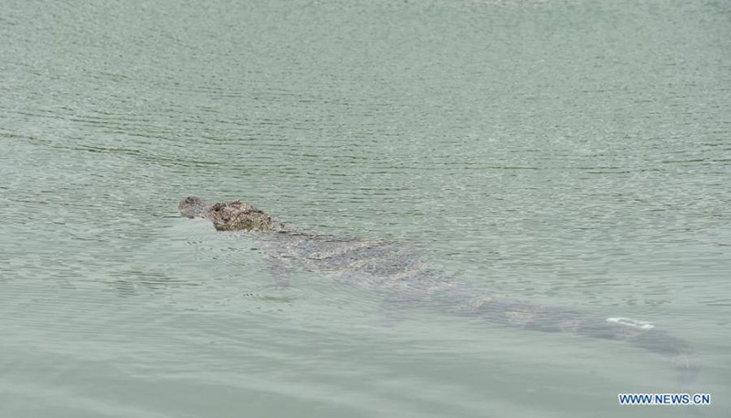 Des alligators du Yangtsé élevés artificiellement relachés dans l'Anhui