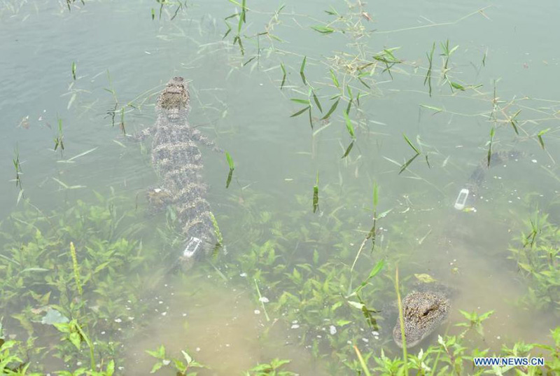 Des alligators du Yangtsé élevés artificiellement relachés dans l'Anhui