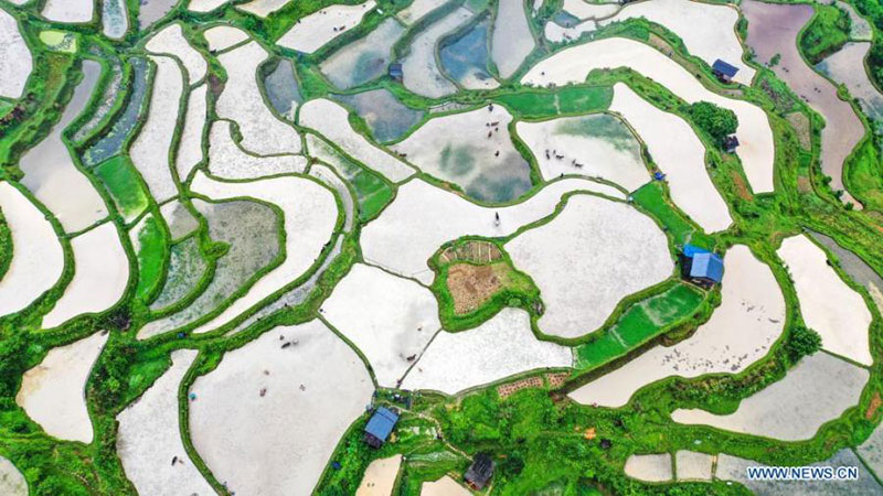 Des agriculteurs et des b?ufs de la ferme au travail dans rizières en terrasse dans le Guizhou